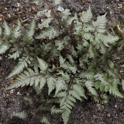 Japanse regenboogvaren - Athyrium niponicum var. Pictum