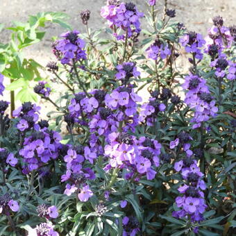 Erysimum 'Bowles Mauve'