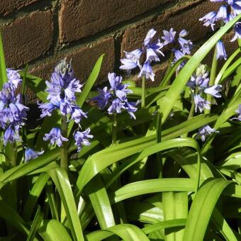 Hyacinthoides hispanica