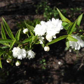 Prunus glandulosa 'Alba Plena'