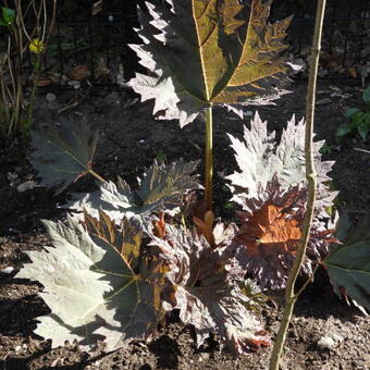 Rheum palmatum 'Atrosanguineum'