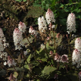 Tiarella cordifolia 'Oakleaf'