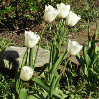 Tulipa 'Clearwater'