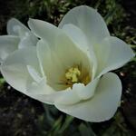 Tulipa 'Clearwater' - Tulp