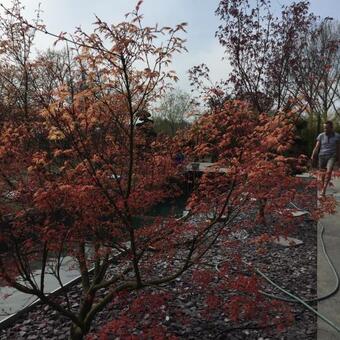 Acer japonicum 'Aconitifolium'