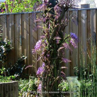 Wisteria sinensis 'Amethyst'