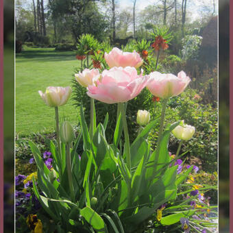 Tulipa 'Angelique'