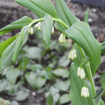 Polygonatum x hybridum 'Weihenstephan'