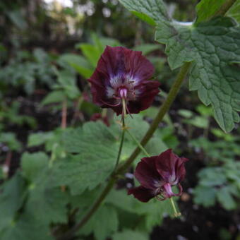 Geranium phaeum ‘Springtime’