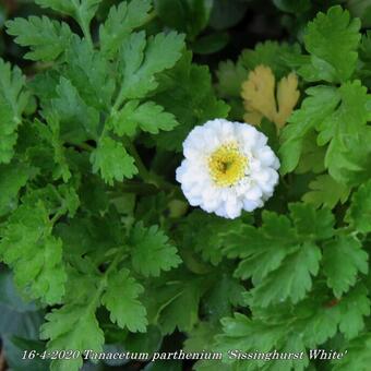 Tanacetum parthenium 'Sissinghurst White'