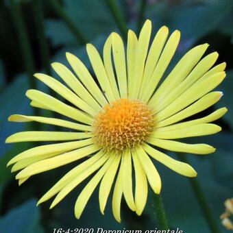 Doronicum orientale