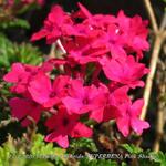 Verbena x hybrida 'SUPERBENA Pink Shades' - IJzerhard