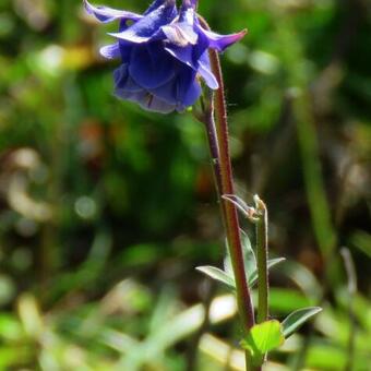 Aquilegia vulgaris