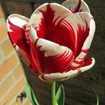 Tulipa 'Grand Perfection' - Tulp