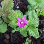 Rubus arcticus - Arctische braambes, Dwergbraam, Poolbraam