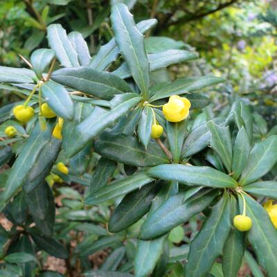 Zuurbes - Berberis x frikartii 'Amstelveen