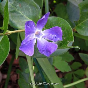 Vinca major