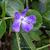 Vinca major