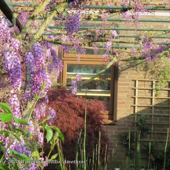 Wisteria sinensis 'Amethyst'