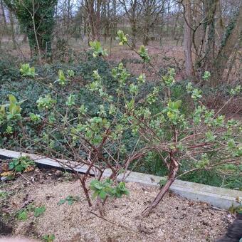 Lonicera caerulea var. kamtschatica 'Blue Velvet'