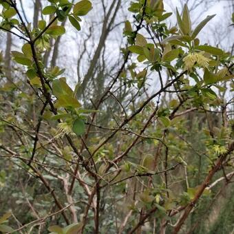 Lonicera caerulea var. kamtschatica 'Wojtek'