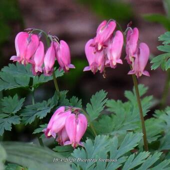 Dicentra formosa