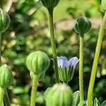 Felicia amelloides 'Felicitara Blue' - Blauwe margriet