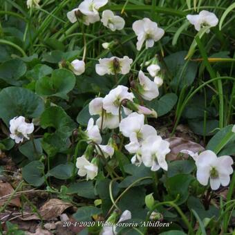 Viola sororia 'Albiflora'