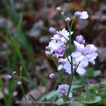 Cardamine pratensis 'Flore Pleno'