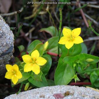 Lysimachia nemorum