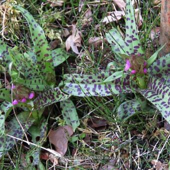 Dactylorhiza majalis