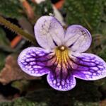 Streptocarpus 'Jackquil' - Kaapse primula/spiraalvrucht/draaivrucht