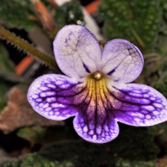 Streptocarpus 'Jackquil'