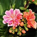 Lewisia cotyledon 'Mountain Dreams' - Bitterkruid