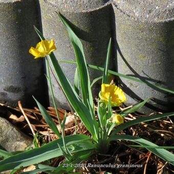 Ranunculus gramineus