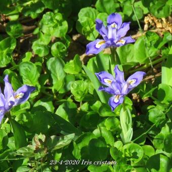 Iris cristata