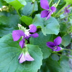 Viola sororia 'Rubra' - Viooltje