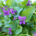 Viola sororia 'Rubra' - Viooltje