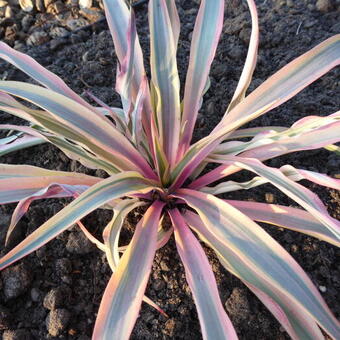 Yucca gloriosa 'Bright Star'