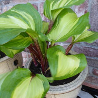 Hosta 'Raspberry Sundae'