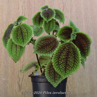 Pilea involucrata