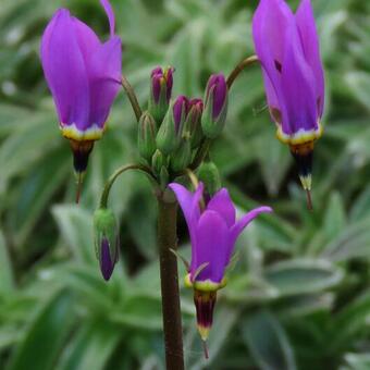 Dodecatheon meadia