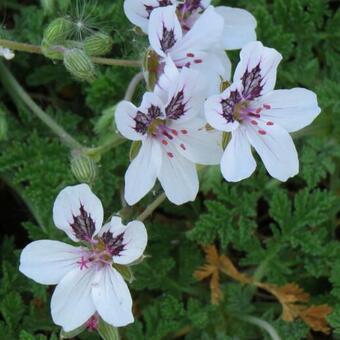 Erodium petraeum ssp. crispum 'Stephanie'