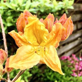 Rhododendron 'Oriental Queen'