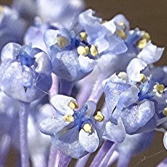 Ceanothus 'Burkwoodii'