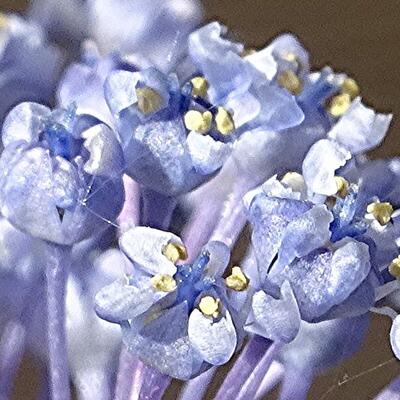 Amerikaanse sering - Ceanothus 'Burkwoodii'