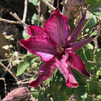 Clematis 'Liberty'