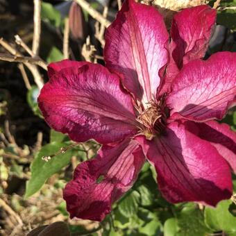 Clematis 'Liberty'