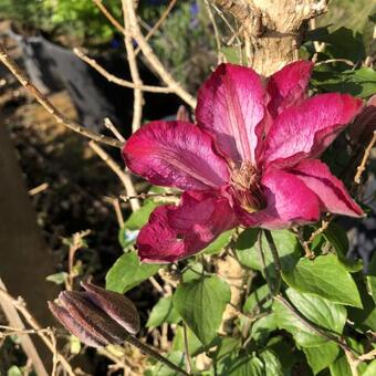 Clematis 'Liberty'