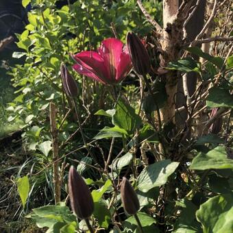 Clematis 'Liberty'